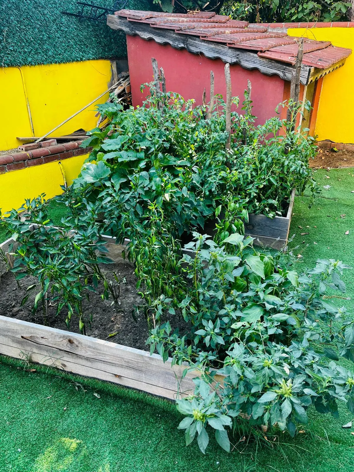 Vegetable beds in the school garden